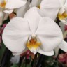 Орхидея Phalaenopsis London
