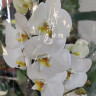 Орхидея Phalaenopsis London (отцвел)