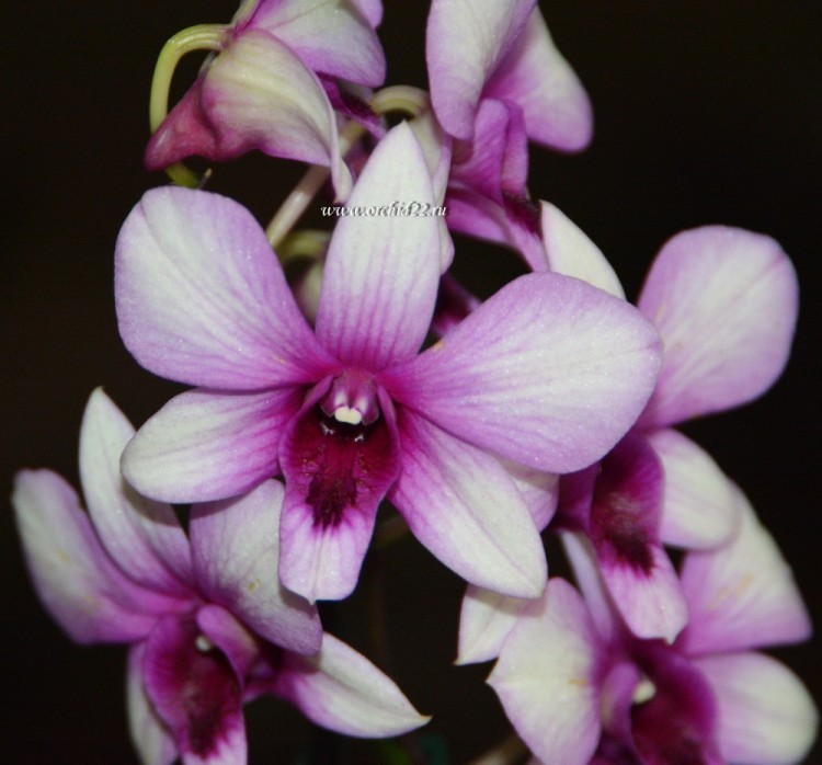 Орхидея Dendrobium Polar Fire (отцвёл, деленка) 