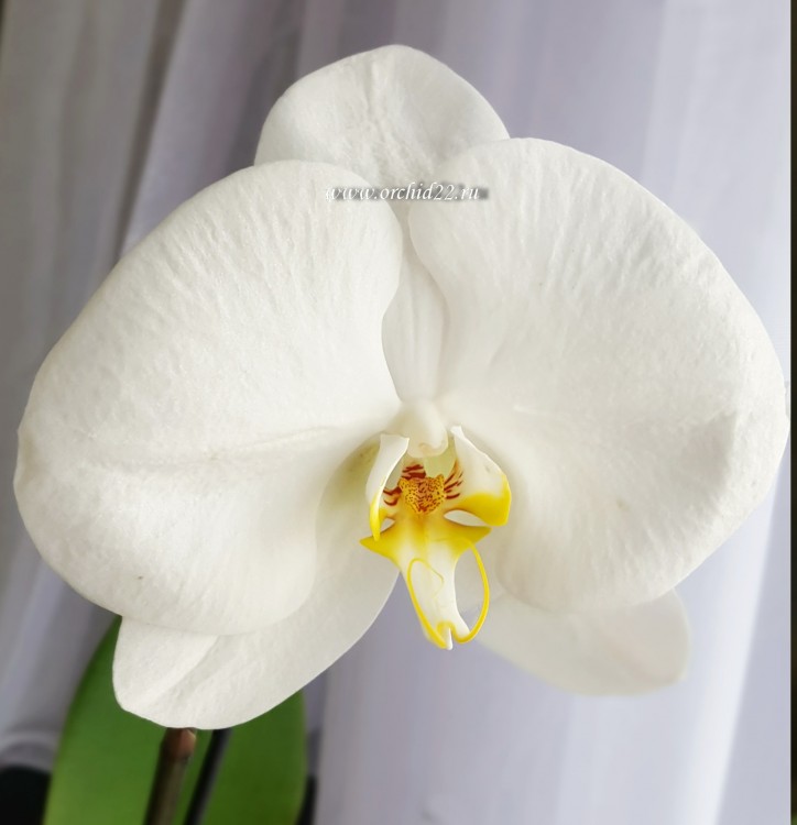 Орхидея Phalaenopsis York 