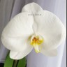 Орхидея Phalaenopsis York 