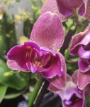 Орхидея Phalaenopsis Pirate Picotee (отцвёл)