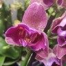 Орхидея Phalaenopsis Pirate Picotee 