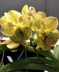 Орхидея Vanda Yellow Spot Beauty