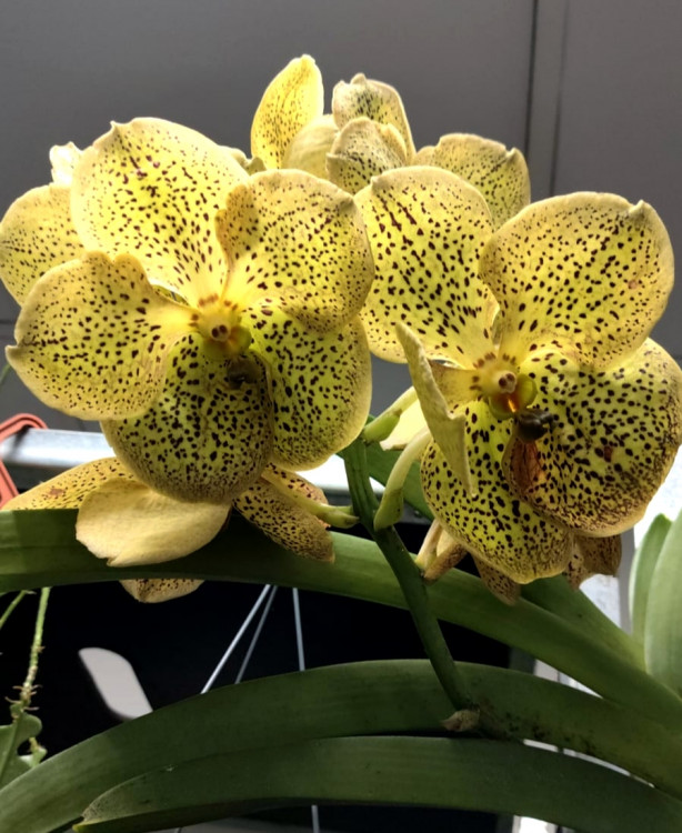 Орхидея Vanda Yellow Spot Beauty (отцвела)