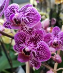 Орхидея Phalaenopsis multiflora