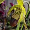 Орхидея Phragmipedium Grande (отцвел) 