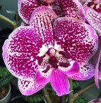 Орхидея Phalaenopsis Big Lip (цветет, РЕАНИМАШКА) 