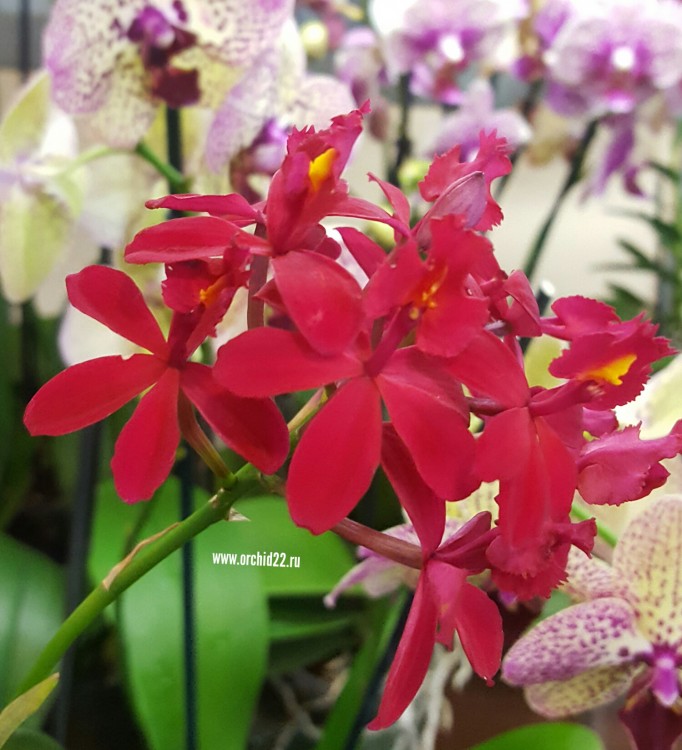 Орхидея Epidendrum Radicans Red (отцвел, деленка)