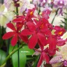 Орхидея Epidendrum Radicans Red (отцвел, деленка)