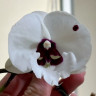 Орхидея Phalaenopsis, Big Lip (отцвел)