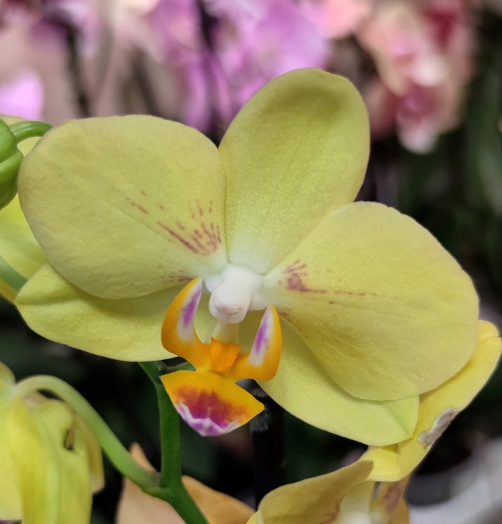 Орхидея Phalaenopsis, multiflora (отцвёл)  