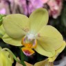 Орхидея Phalaenopsis, midi (отцвёл)  