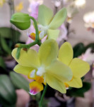 Орхидея Phalaenopsis, midi  