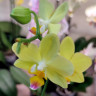 Орхидея Phalaenopsis, midi  