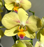 Орхидея Phalaenopsis Inti Sun, midi  