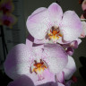 Орхидея Phalaenopsis Aalborg (отцвел)