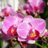 Орхидея Phalaenopsis Sogo Vivien, mini (отцвел, РЕАНИМАШКА)  