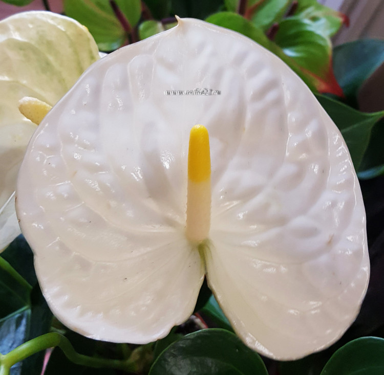 Anthurium Montana (отцвёл)