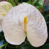 Anthurium Montana (отцвёл)