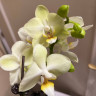 Орхидея Phalaenopsis Green Pixie, multiflora 