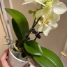 Орхидея Phalaenopsis Green Pixie, multiflora 