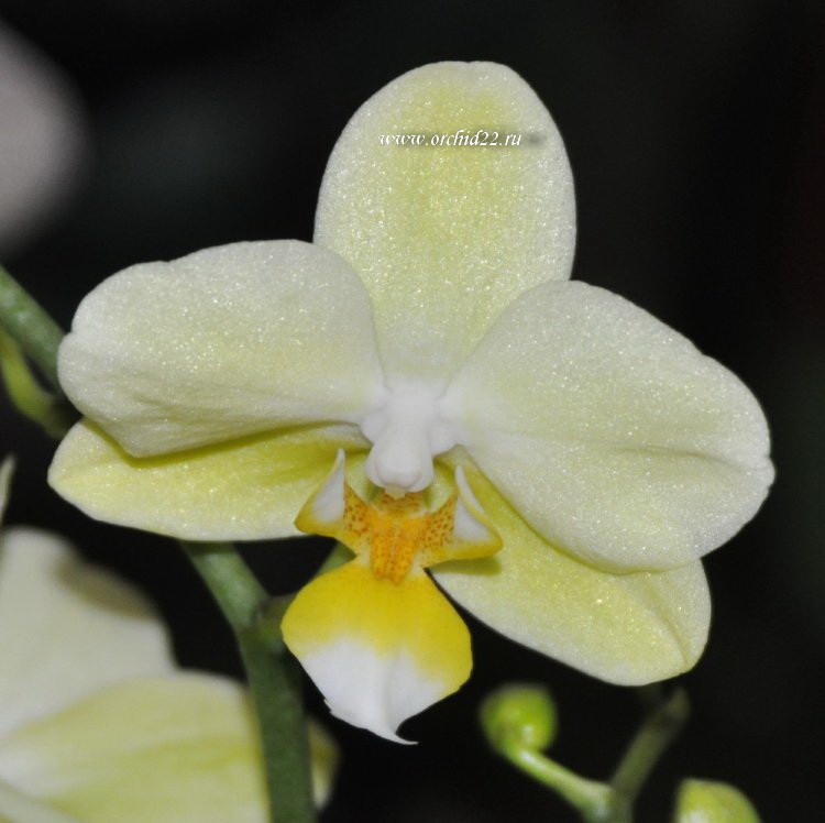 Орхидея Phalaenopsis Green Pixie, multiflora (отцвёл)