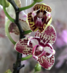 Орхидея Phalaenopsis peloric    