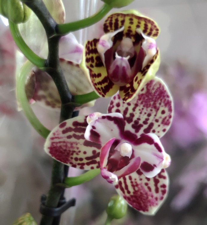 Орхидея Phalaenopsis peloric (отцвёл)