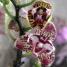 Орхидея Phalaenopsis peloric (отцвёл)
