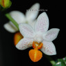 Орхидея Phalaenopsis Mini Mark  