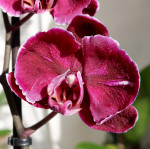 Орхидея Phalaenopsis Stone Rose (отцвёл, РЕАНИМАШКА)