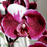 Орхидея Phalaenopsis Stone Rose (отцвёл, РЕАНИМАШКА)