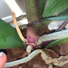 Орхидея Phalaenopsis Stone Rose (отцвёл, РЕАНИМАШКА)