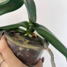 Орхидея Phalaenopsis Stone Rose (отцвёл, РЕАНИМАШКА)
