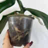 Орхидея Phalaenopsis Stone Rose (отцвёл, РЕАНИМАШКА)