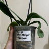 Орхидея Phalaenopsis Horizon (отцвел, РЕАНИМАШКА*) 
