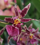 Орхидея Oncidium Titanium Treasure purple 