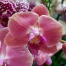 Орхидея Phalaenopsis Dutch Diva (отцвел)