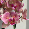 Орхидея Phal. Pirate Picotee peloric (отцвел, РЕАНИМАШКА)