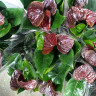 Anthurium Essencia (отцвел)