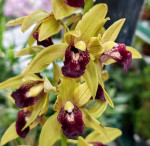 Орхидея Cymbidium Cascade 'Auburn', midi (отцвел, УЦЕНКА)
