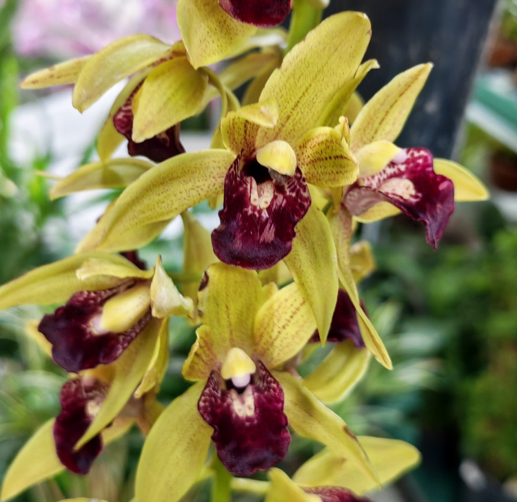 Орхидея Cymbidium Cascade 'Auburn', midi (отцвел, УЦЕНКА)