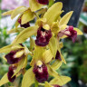 Орхидея Cymbidium Cascade 'Auburn', midi (отцвел, УЦЕНКА)