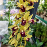 Орхидея Cymbidium Cascade 'Auburn', midi (отцвел, УЦЕНКА)