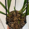 Орхидея Cymbidium Cascade 'Auburn', midi (отцвел, УЦЕНКА)