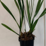Орхидея Cymbidium Cascade 'Auburn', midi (отцвел, УЦЕНКА)