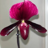 Орхидея Paphiopedilum Black Jack 