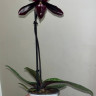 Орхидея Paphiopedilum Black Jack 