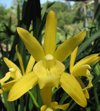 Орхидея Cymbidium Golden Elf, variegata (деленка, еще не цвел) 